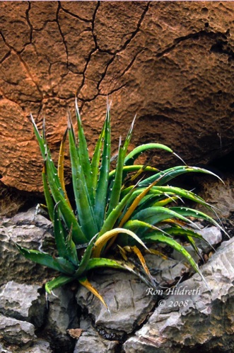 Supai Cactus
